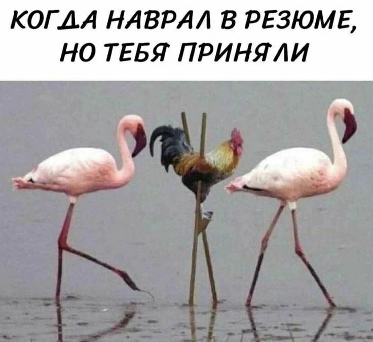 КОГДА НАВРАЛ В РЕЗЮМЕ, НО ТЕБЯ ПРИНЯЛИ
