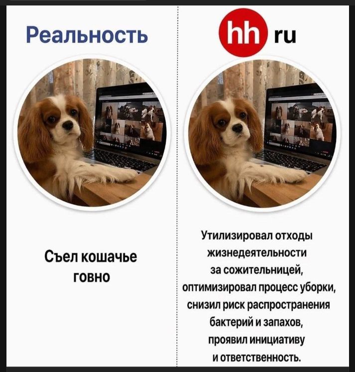 Реальность Съел кошачье говно hh ru Утилизировал отходы жизнедеятельности за сожительницей, оптимизировал процесс уборки, снизил риск распространения бактерий и запахов, проявил инициативу и ответственность.