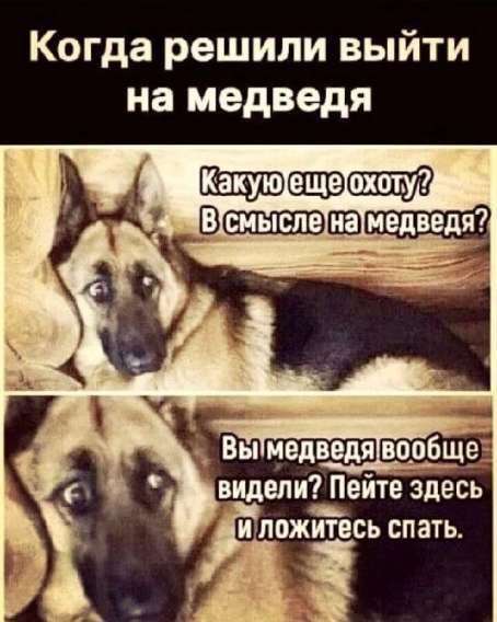 Когда решили выйти на медведя Какую еще охоту? В смысле на медведя? Вы медведя вообще видели? Пейте здесь и ложитесь спать.