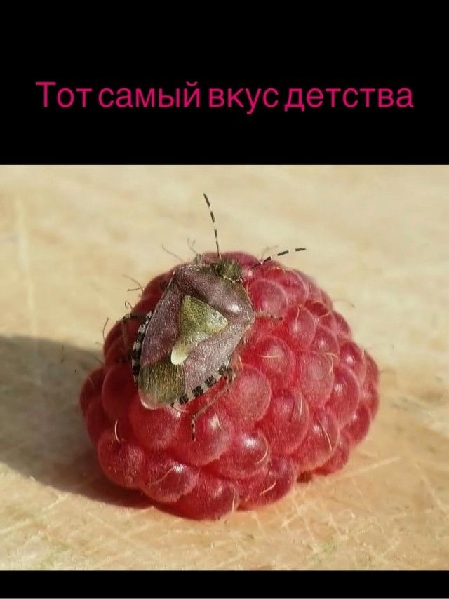 Тот самый вкус детства