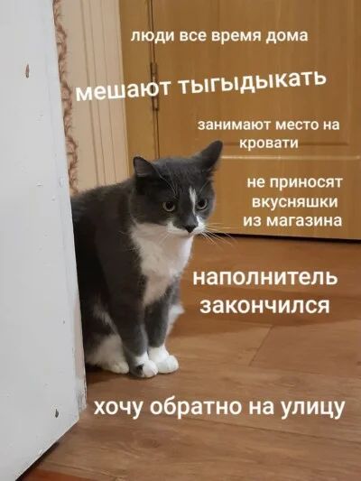 люди все время дома мешают тыгыдыкать занимают место на кровати не приносят вкусняшки из магазина наполнитель закончился хочу обратно на улицу
