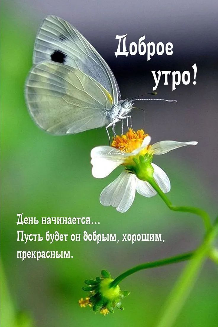 Доброе утро! День начинается... Пусть будет он добрым, хорошим, прекрасным.