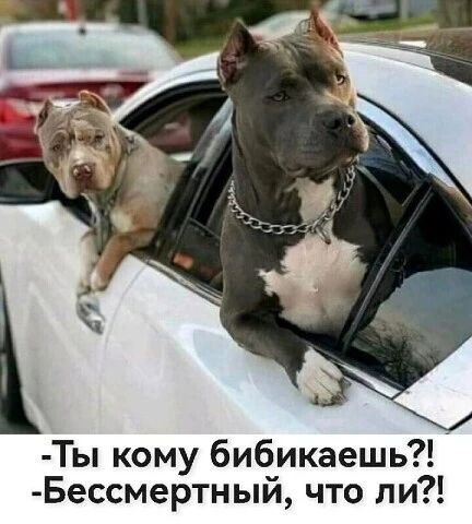 Ты кому бибикаешь?! Бессмертный, что ли?!