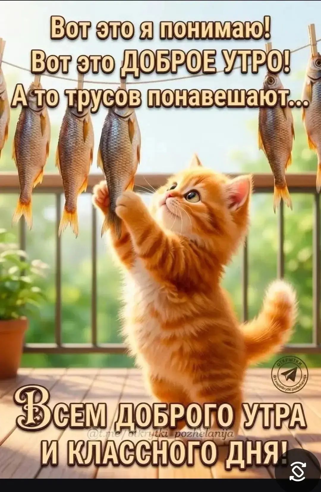 Вот это я понимаю! Вот это ДОБРОЕ УТРО! А то трусов понавешают... Всем ДОБРОГО УТРА И КЛАССНОГО ДНЯ!