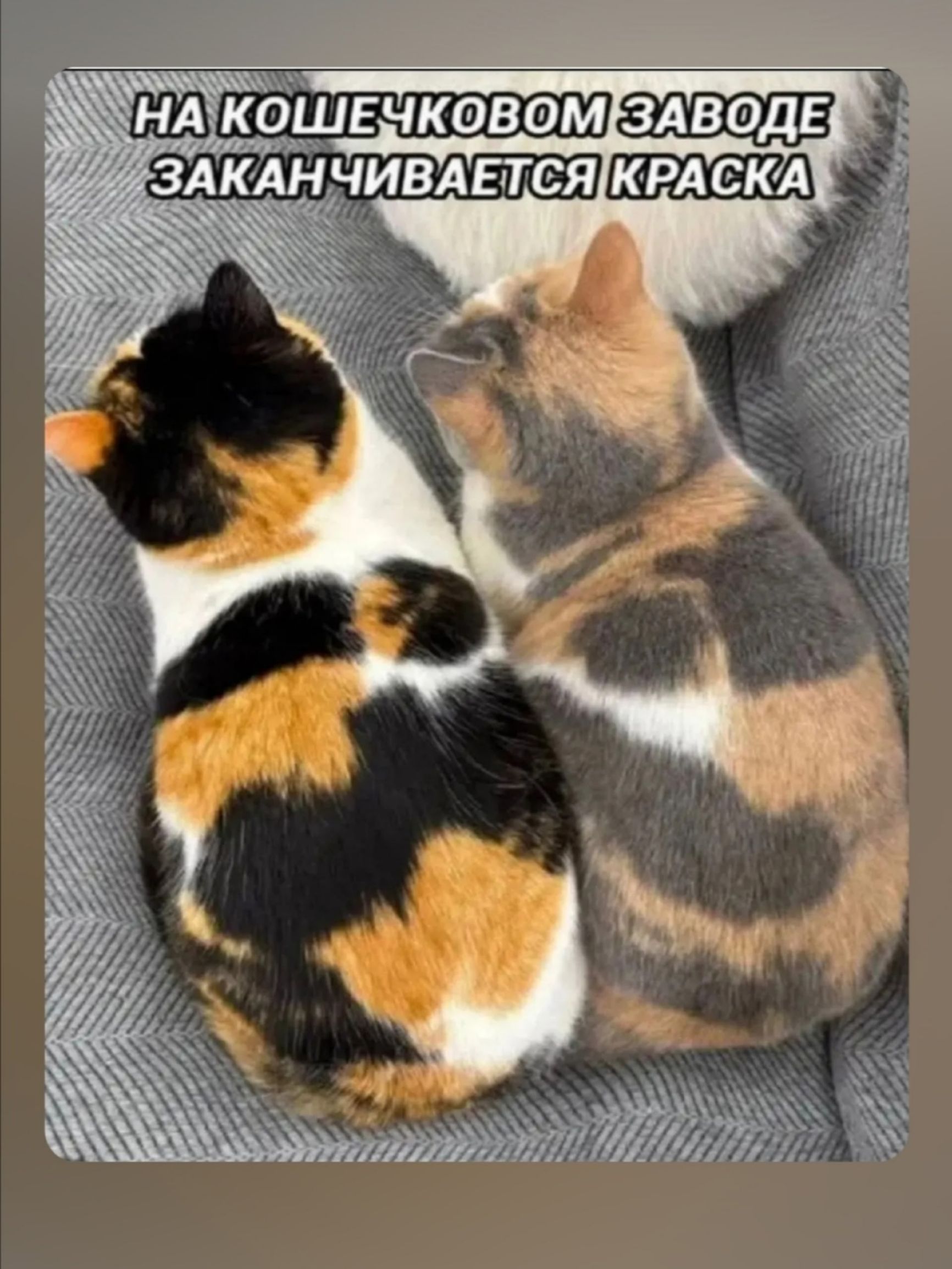 НА КОШЕЧКОВОМ ЗАВОДЕ ЗАКАНЧИВАЕТСЯ КРАСКА