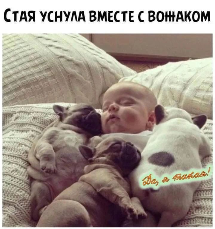 СТАЯ УСНУЛА ВМЕСТЕ С ВОЖАКОМ