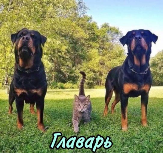 Главарь