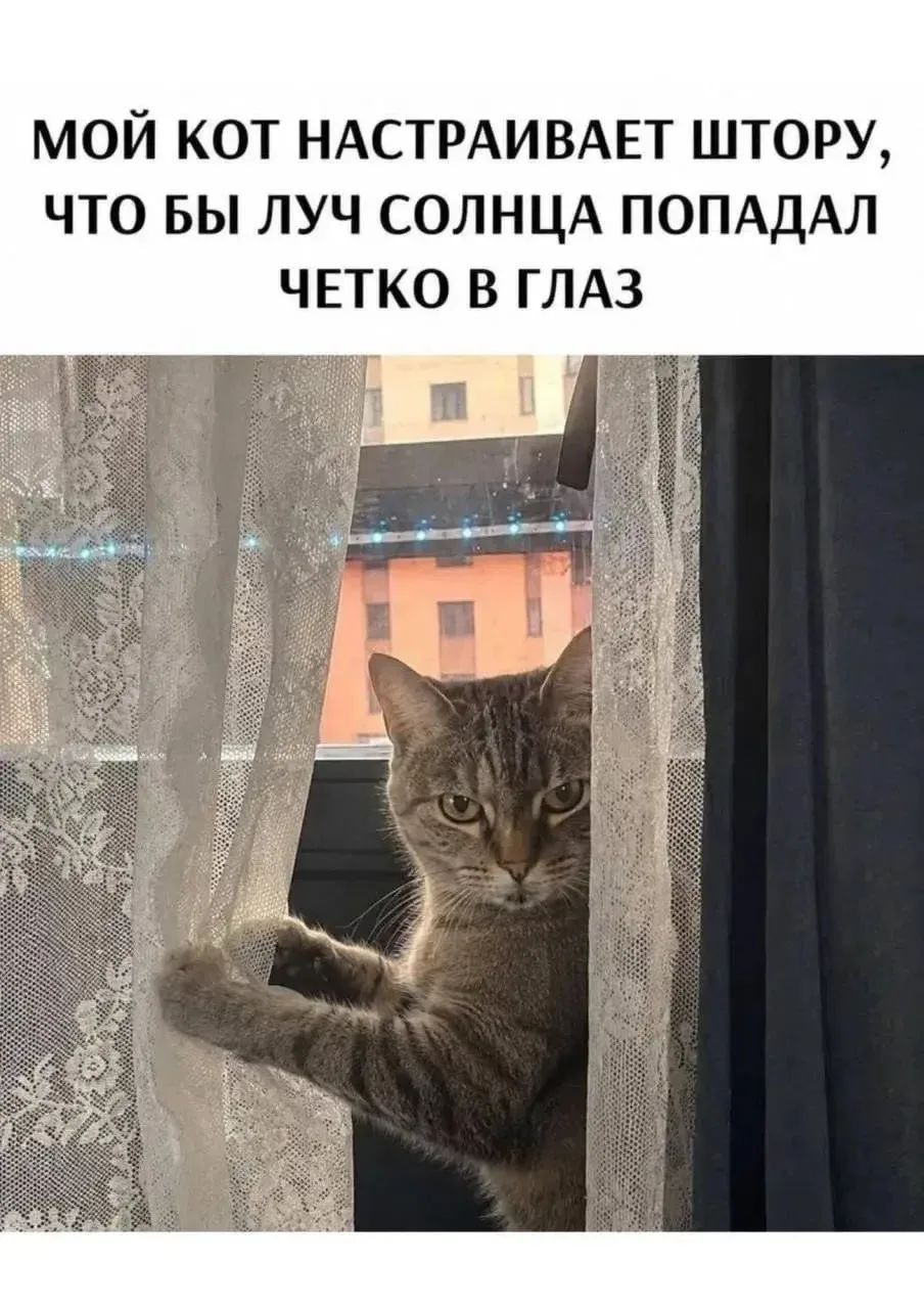 МОЙ КОТ НАСТРАИВАЕТ ШТОРУ, ЧТО БЫ ЛУЧ СОЛНЦА ПОПАДАЛ ЧЕТКО В ГЛАЗ