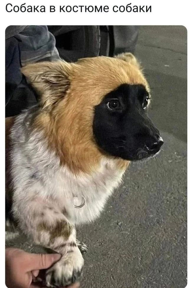 Собака в костюме собаки