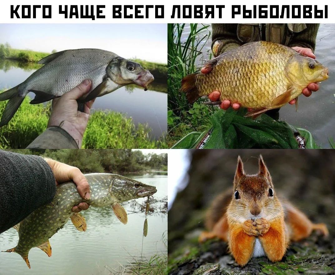 КОГО ЧАЩЕ ВСЕГО ЛОВЯТ РЫБОЛОВЫ. На трех верхних и левой нижней картинках изображены пойманные рыбы: лещ, карп и щука, которых держат в руках. На правой нижней картинке изображена белка, сидящая на дереве и держащая что-то в лапках.