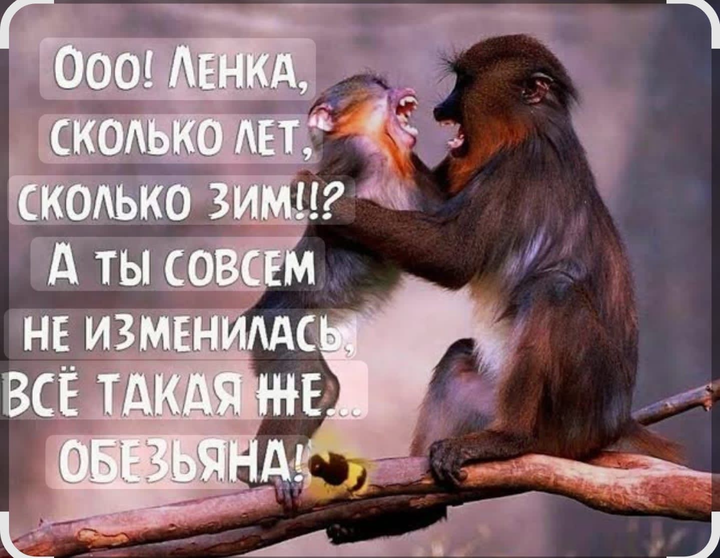 Ооо! Ленка, сколько лет, сколько зим!!? А ты совсем не изменилась, всё такая же... обезьяна!