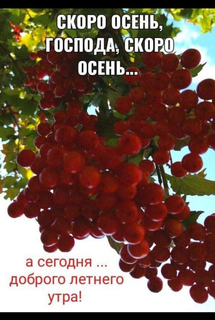 СКОРО ОСЕНЬ, ГОСПОДА, СКОРО ОСЕНЬ... а сегодня ... доброго летнего утра!