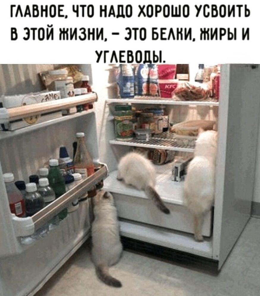 ГЛАВНОЕ, ЧТО НАДО ХОРОШО УСВОИТЬ В ЭТОЙ ЖИЗНИ, – ЭТО БЕЛКИ, ЖИРЫ И УГЛЕВОДЫ.