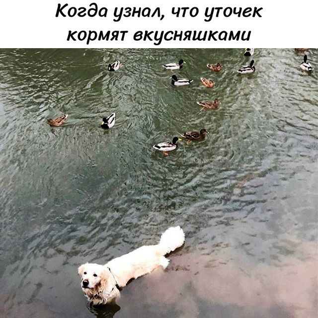 Когда узнал, что уточек кормят вкусняшками