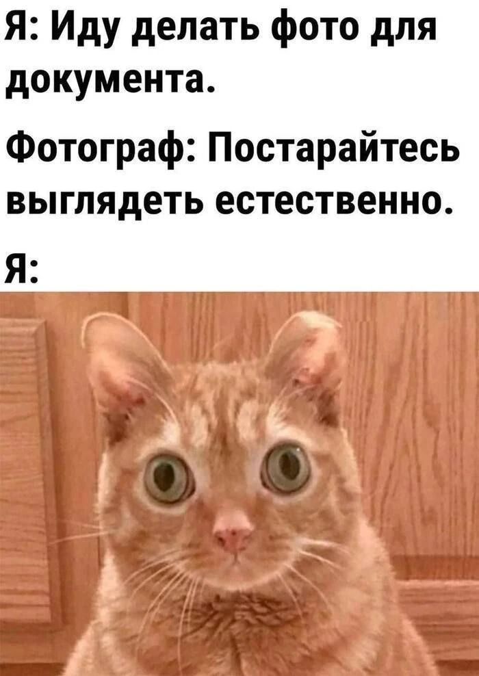 Я: Иду делать фото для документа. Фотограф: Постарайтесь выглядеть естественно. Я: [изображение растерянного кота с широко раскрытыми глазами]