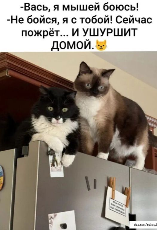 -Вась, я мышей боюсь! -Не бойся, я с тобой! Сейчас пожрёт... И ушуршит домой.