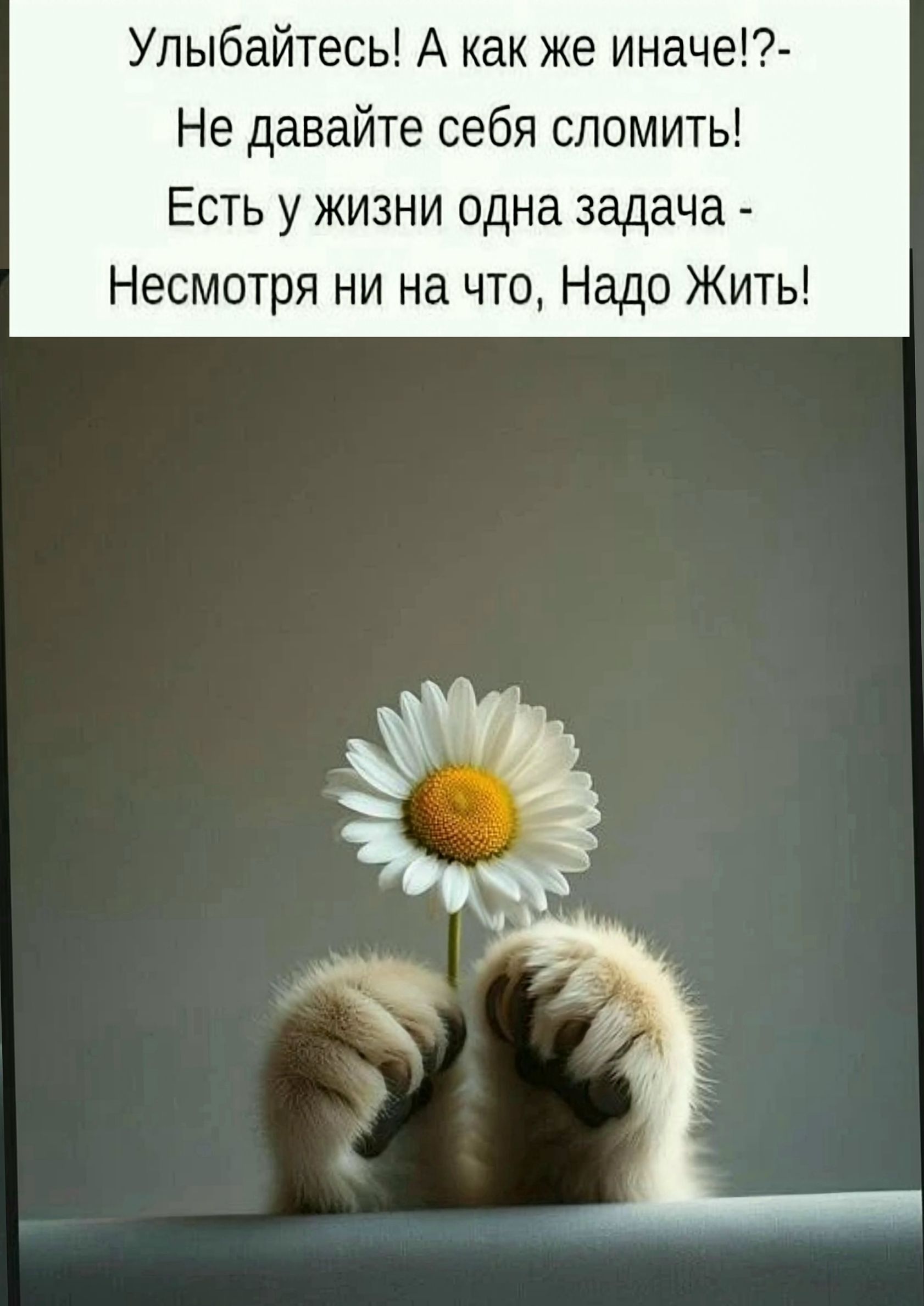 Улыбайтесь! А как же иначе!?- Не давайте себя сломить! Есть у жизни одна задача - Несмотря ни на что, Надо Жить!