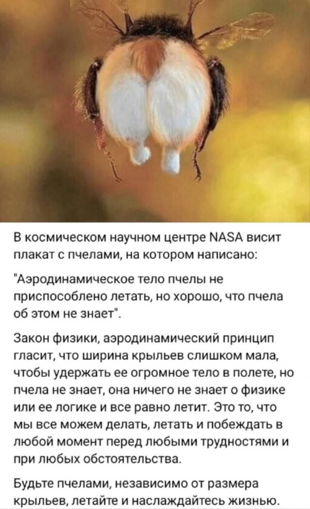 В космическом научном центре NASA висит плакат с пчелами, на котором написано:
