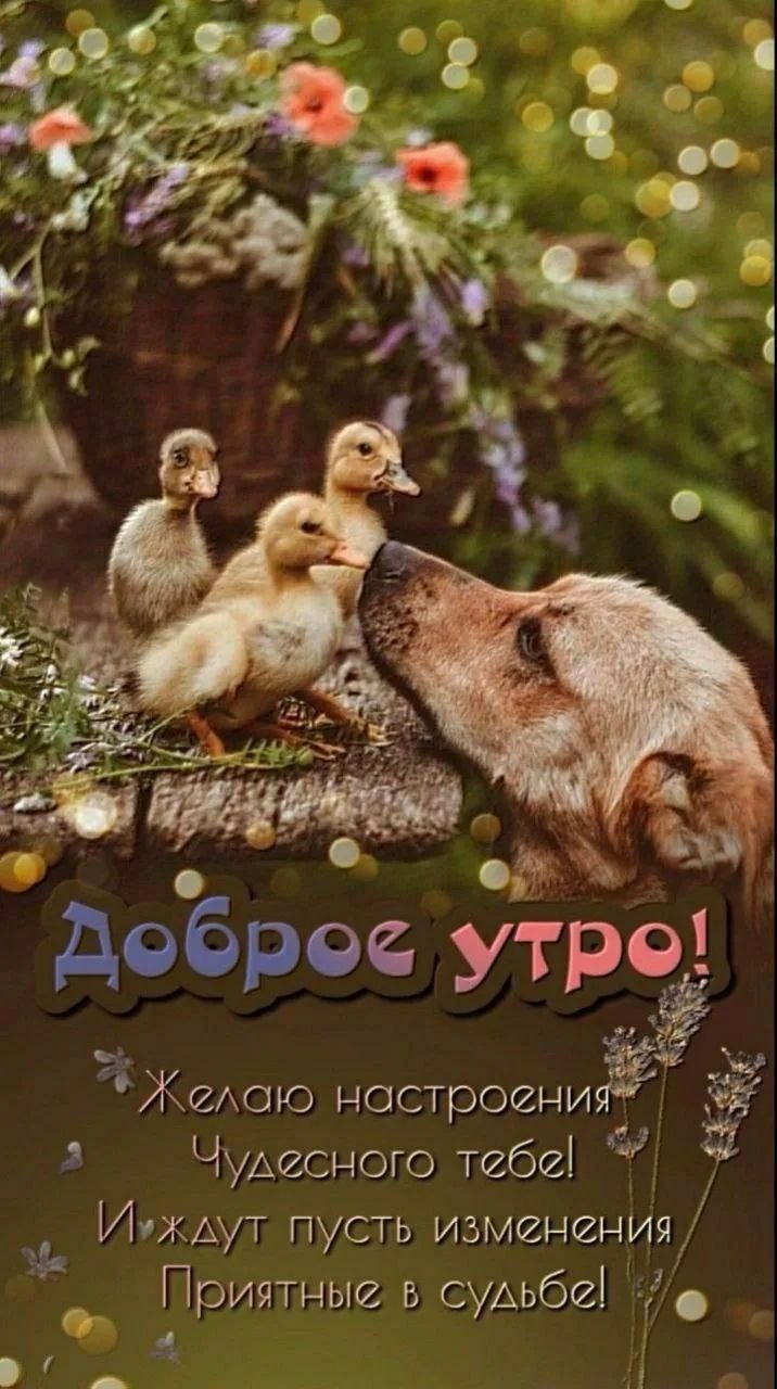 Доброе утро! Желаю настроения Чудесного тебе! И ждут пусть изменения Приятные в судьбе!