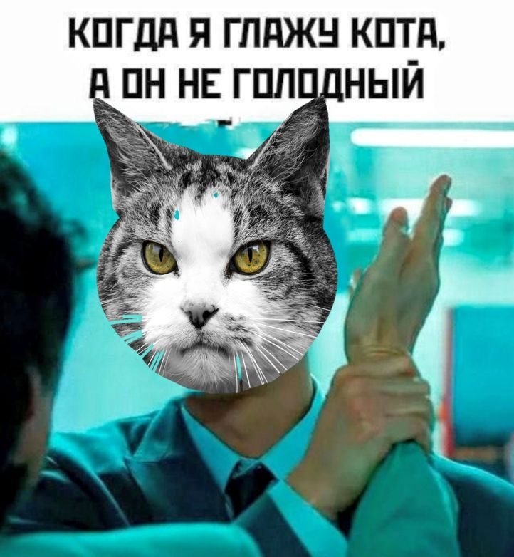 КОГДА Я ГЛАЖУ КОТА, А ОН НЕ ГОЛОДНЫЙ
