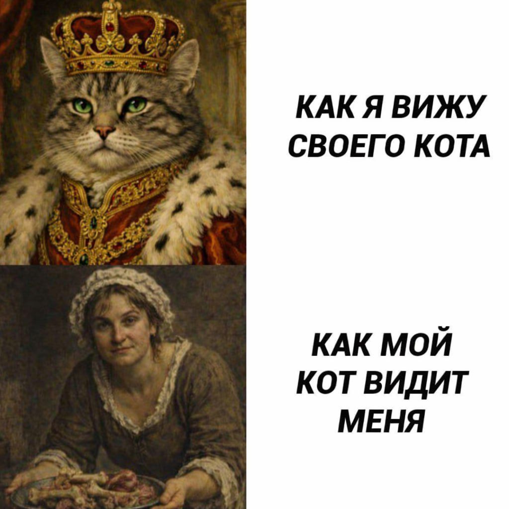 КАК Я ВИЖУ СВОЕГО КОТА КАК МОЙ КОТ ВИДИТ МЕНЯ