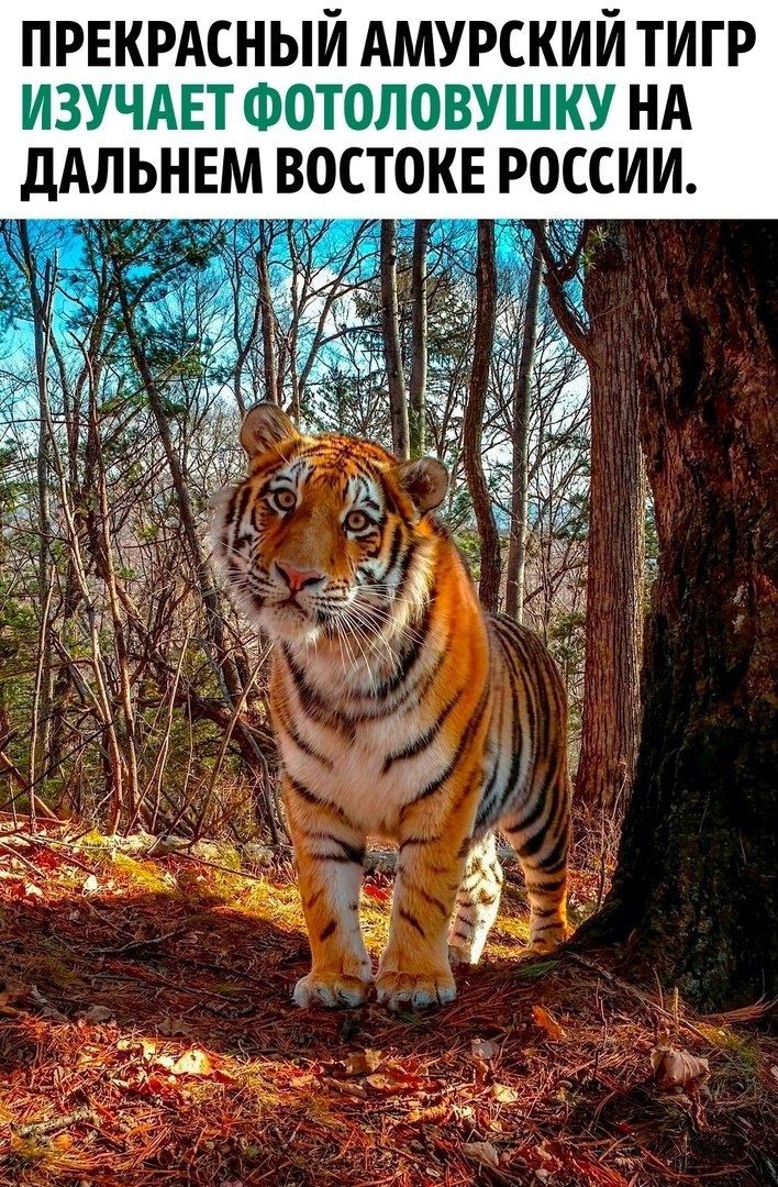 ПРЕКРАСНЫЙ АМУРСКИЙ ТИГР ИЗУЧАЕТ ФОТОЛОВУШКУ НА ДАЛЬНЕМ ВОСТОКЕ РОССИИ.