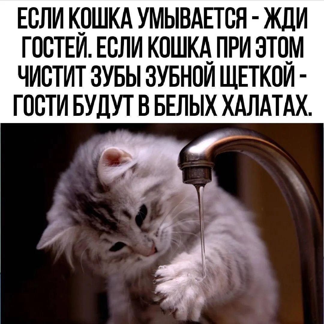 ЕСЛИ КОШКА УМЫВАЕТСЯ - ЖДИ ГОСТЕЙ. ЕСЛИ КОШКА ПРИ ЭТОМ ЧИСТИТ ЗУБЫ ЗУБНОЙ ЩЕТКОЙ - ГОСТИ БУДУТ В БЕЛЫХ ХАЛАТАХ.