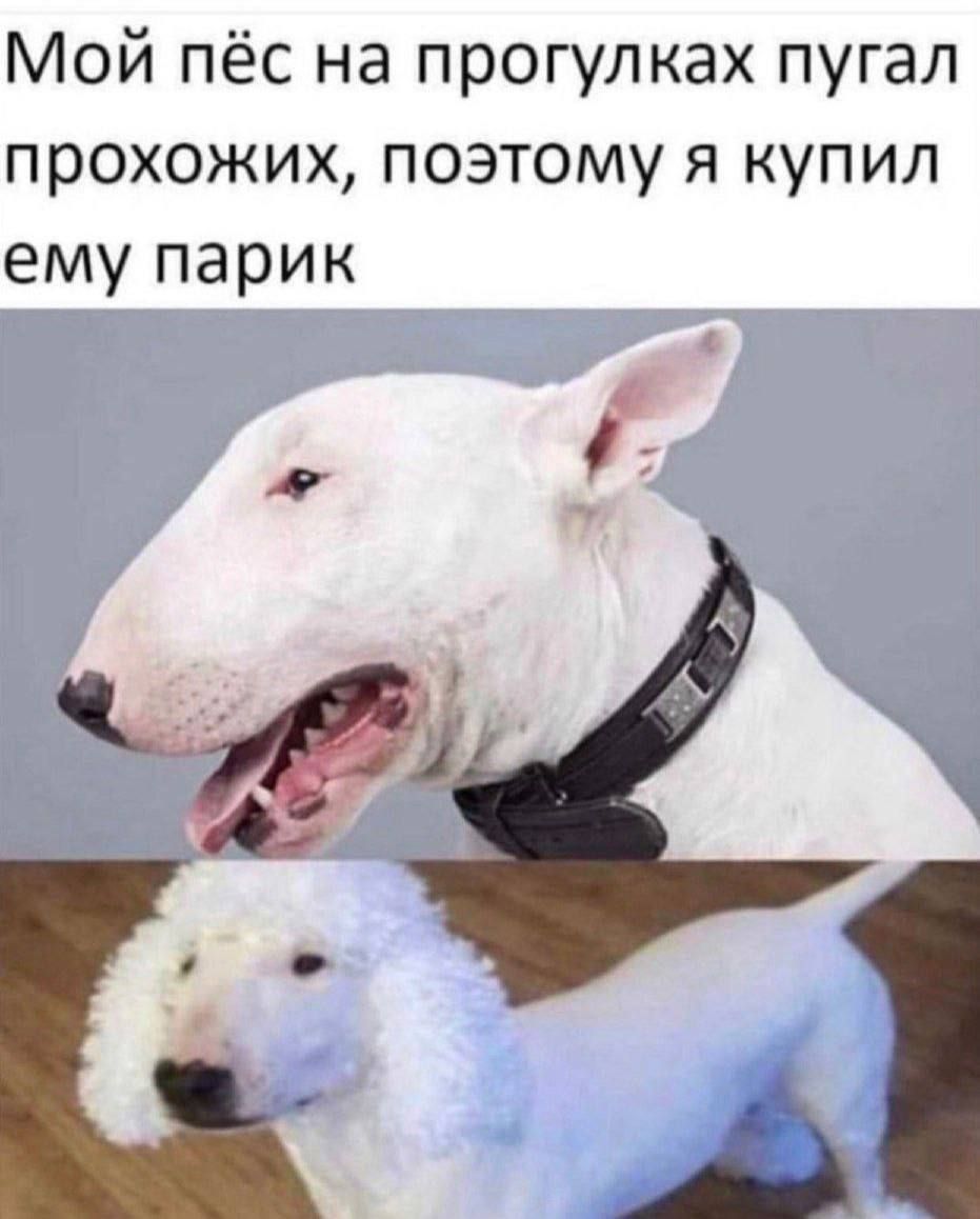 Мой пёс на прогулках пугал прохожих, поэтому я купил ему парик