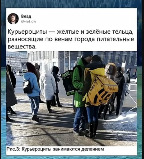 Влад @vlad_dfe Курьероциты — желтые и зелёные тельца, разносящие по венам города питательные вещества. Рис.3: Курьероциты занимаются делением
