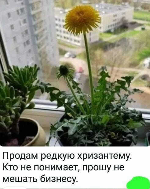 Продам редкую хризантему. Кто не понимает, прошу не мешать бизнесу.