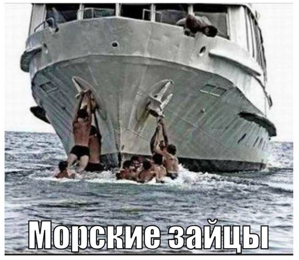 Морские зайцы