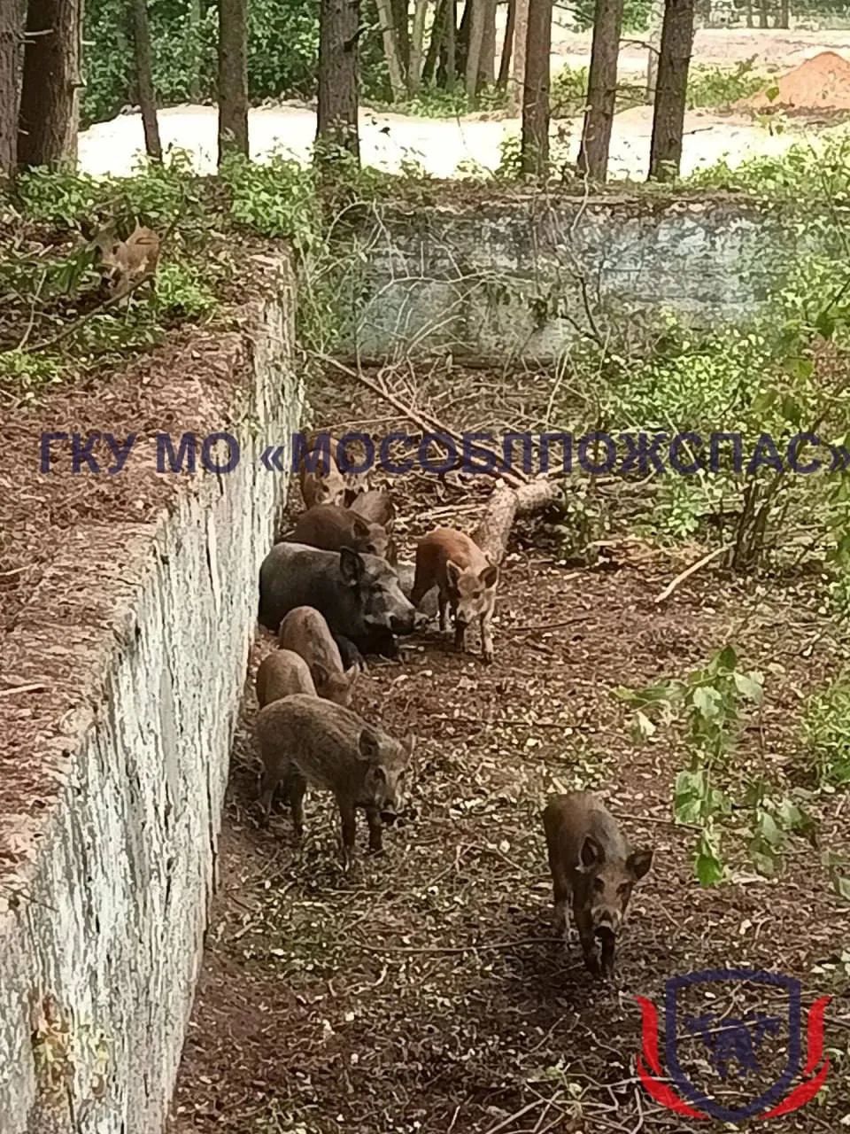 ГКУ МО «МОСЭЛПОЖОНАС». На изображении дикие кабаны, взрослые особи и поросята, находятся в лесистой местности рядом с бетонной стеной.