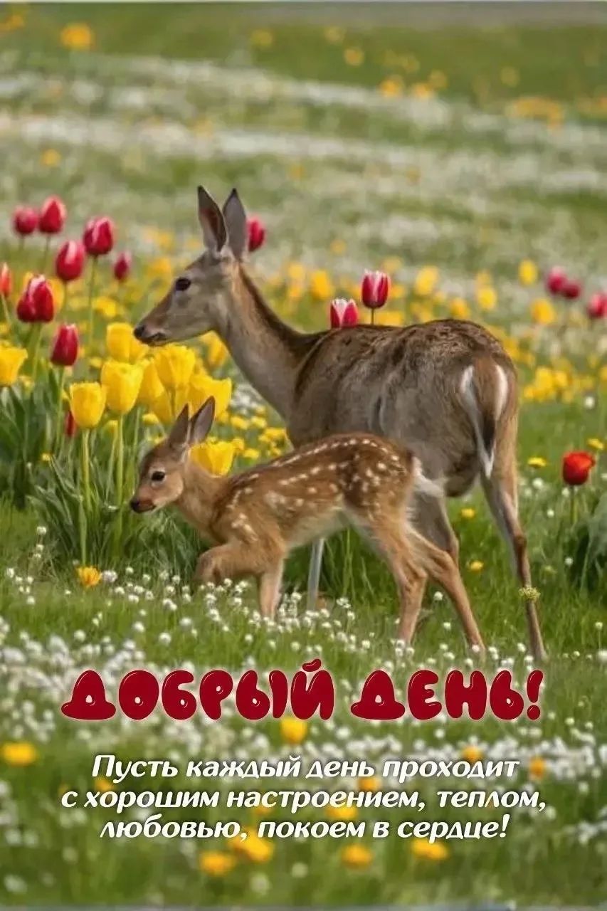 ДОБРЫЙ ДЕНЬ! Пусть каждый день проходит с хорошим настроением, теплом, любовью, покоем в сердце!