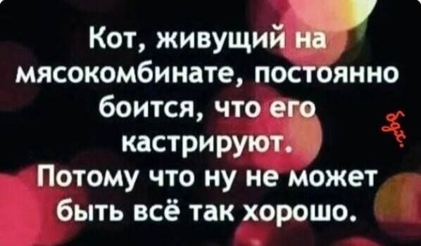 Кот, живущий на мясокомбинате, постоянно боится, что его кастрируют. Потому что ну не может быть всё так хорошо. бож.