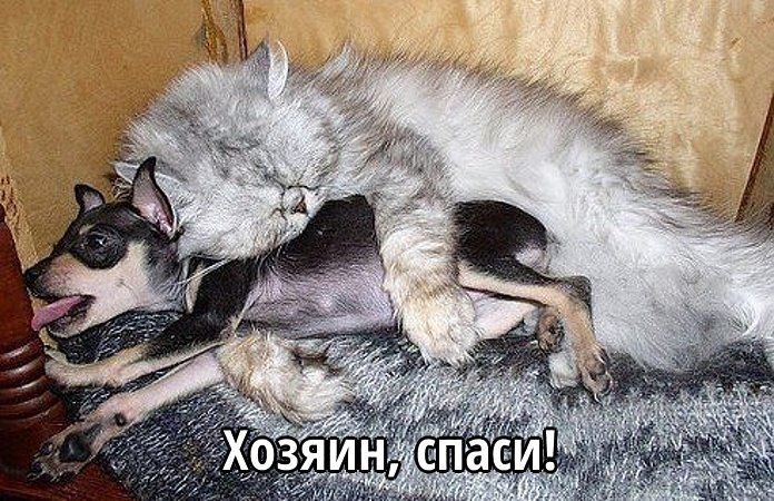 Хозяин, спаси!