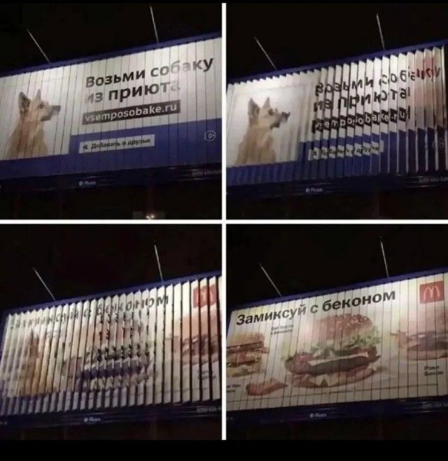 Возьми собаку из приюта vsemposobake.ru Добавить в друзья Замиксуй с беконом