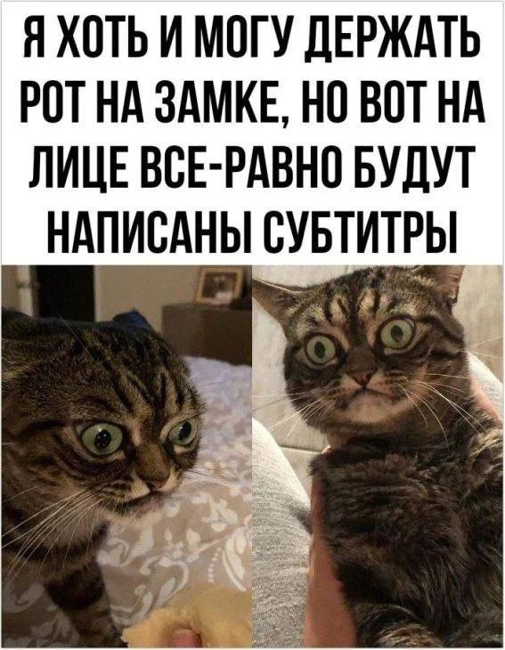 Я хоть и могу держать рот на замке, но вот на лице все-равно будут написаны субтитры