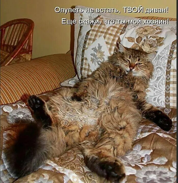 Опупеть не встать, ТВОЙ диван! Еще скажи, что ты мой хозяин!