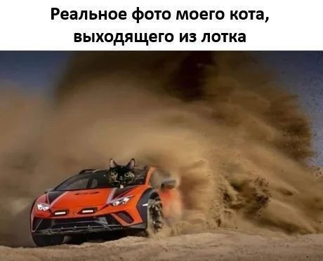 Реальное фото моего кота, выходящего из лотка