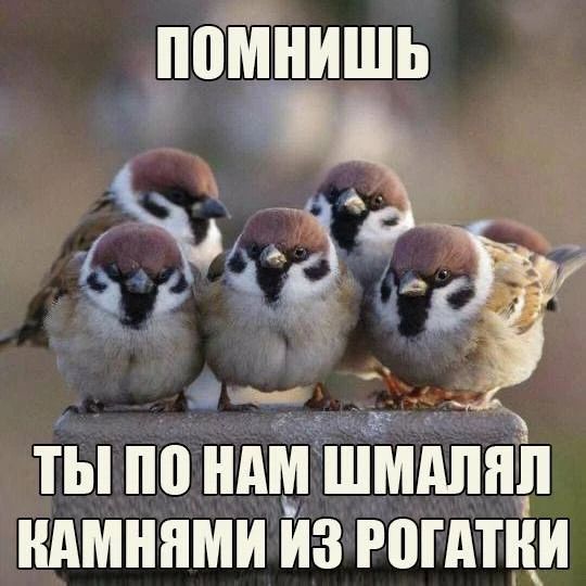 ПОМНИШЬ ТЫ ПО НАМ ШМАЛЯЛ КАМНЯМИ ИЗ РОГАТКИ