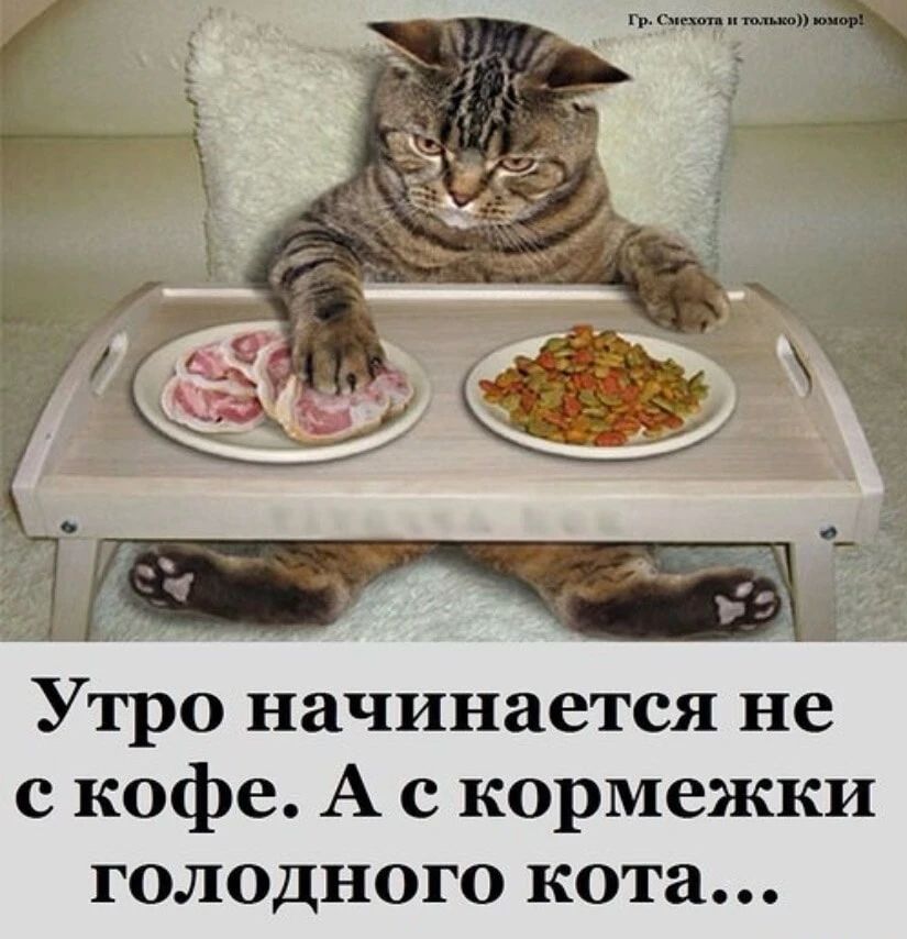 Гр. Смехота и только)) юмор! Утро начинается не с кофе. А с кормежки голодного кота...