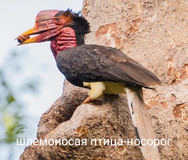 шлемоносая птица-носорог