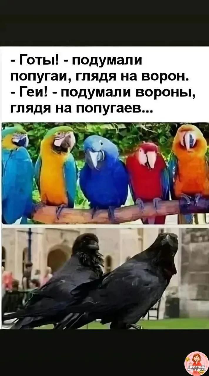 - Готы! - подумали попугаи, глядя на ворон. - Геи! - подумали вороны, глядя на попугаев...