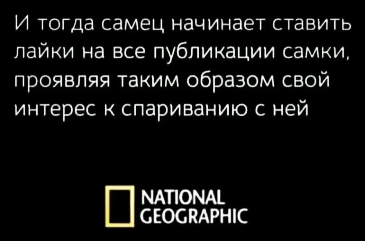 И тогда самец начинает ставить лайки на все публикации самки, проявляя таким образом свой интерес к спариванию с ней NATIONAL GEOGRAPHIC