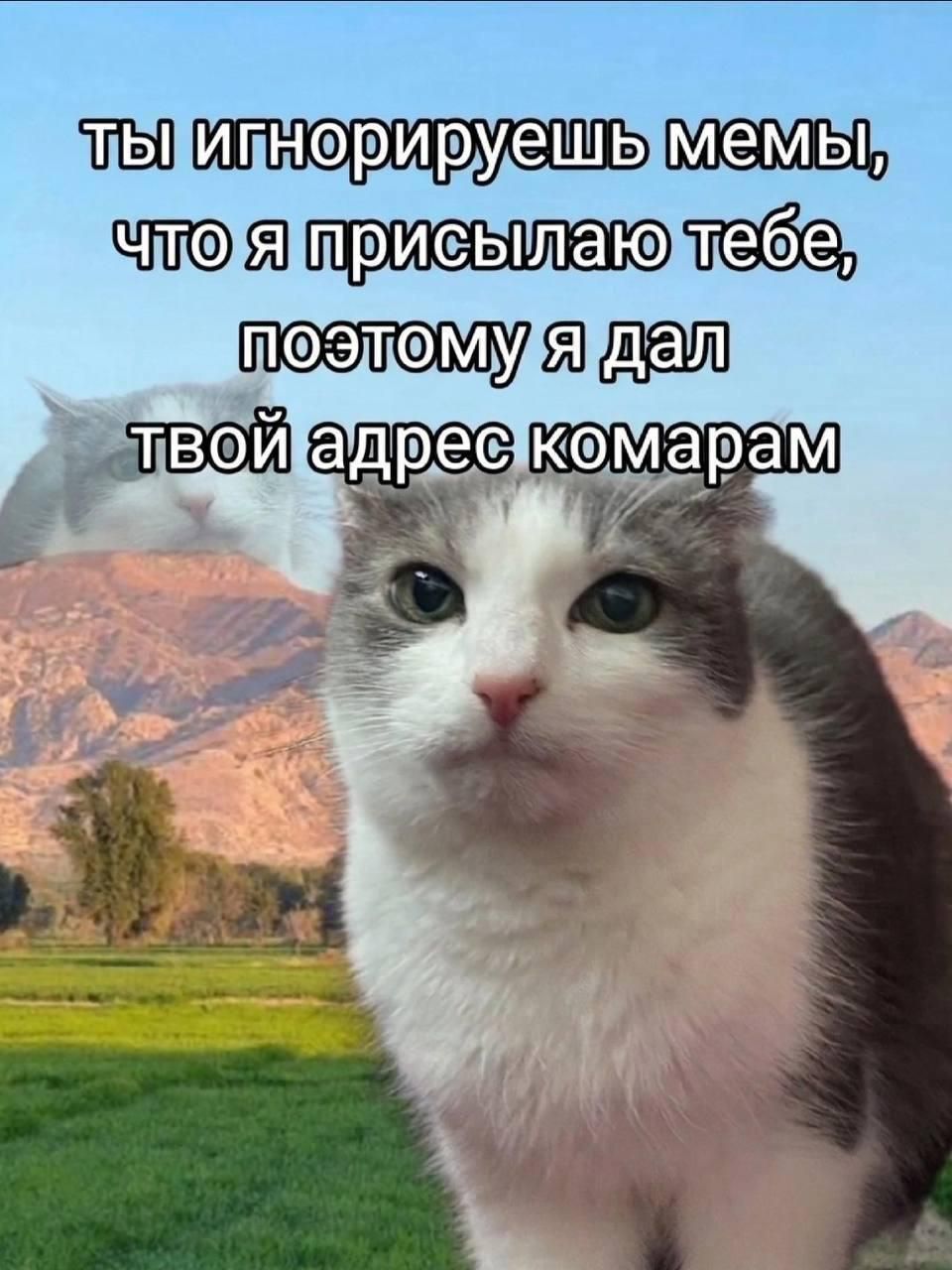 Ты игнорируешь мемы, что я присылаю тебе, поэтому я дал твой адрес комарам