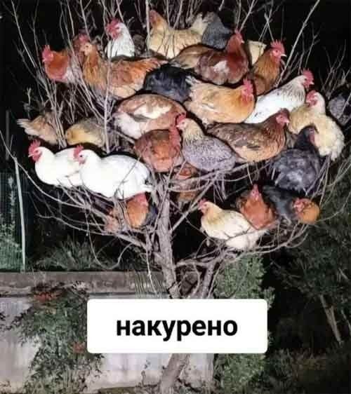 накурено