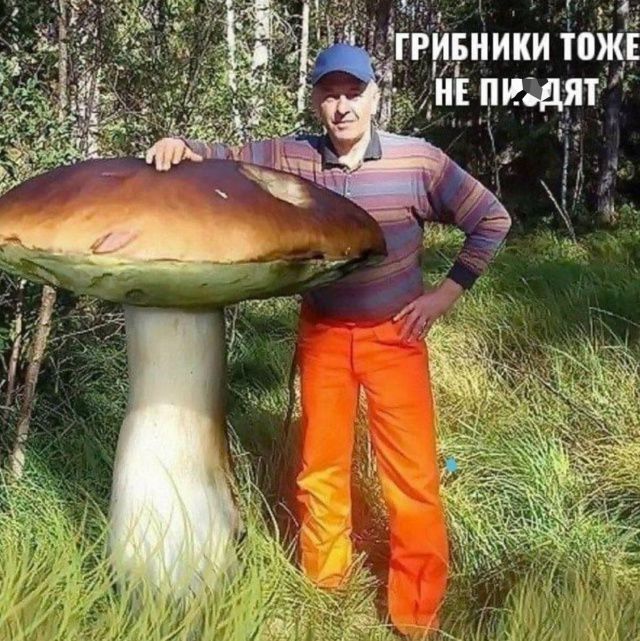 ГРИБНИКИ ТОЖЕ НЕ ПИ*ДЯТ