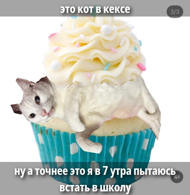 это кот в кексе ну а точнее это я в 7 утра пытаюсь встать в школу