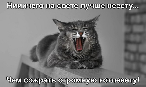 нагсвелетучше нееету