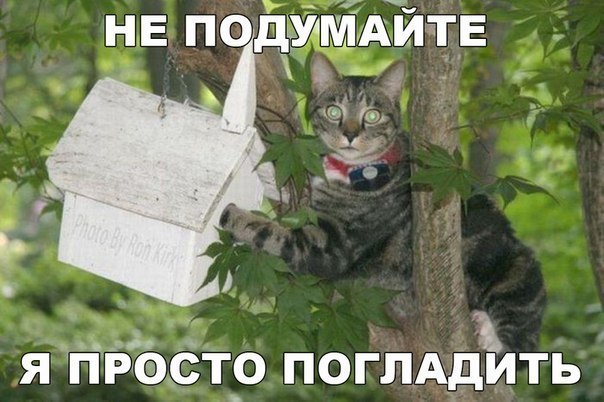 НЕ ПОДУМАЙТЕ Ма УРотНае Зя Я ПРОСТО ПОГЛАДИТЬ